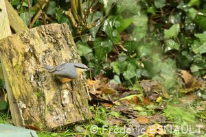 Sitelle torchepot (Sitta europaea)