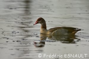 Ouette d'Égypte (Alopochen aegyptiaca)