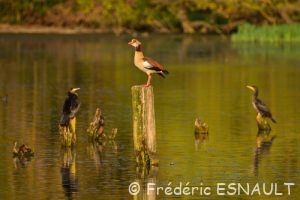 Ouette d'Égypte (Alopochen aegyptiaca)