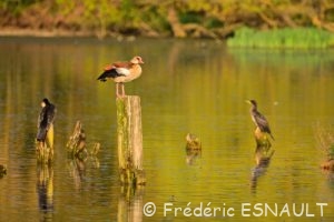 Ouette d'Égypte (Alopochen aegyptiaca)