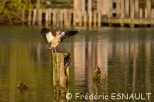 Ouette d'Égypte (Alopochen aegyptiaca)
