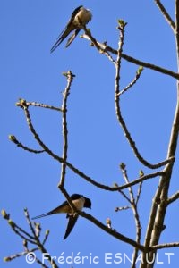 Hirondelle rustique (Hirundo rustica)