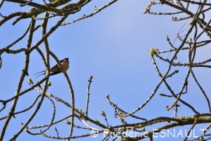 Hirondelle rustique (Hirundo rustica)