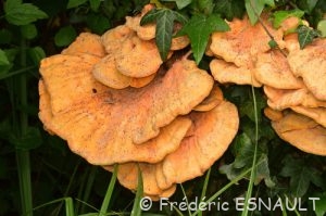 Polypore soufré (Laetiporus sulphureus)