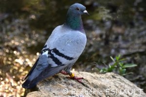 Pigeon biset (Columba livia)