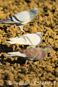 Pigeon biset domestique (Columba livia f. domestica)