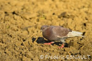 Pigeon biset domestique (Columba livia f. domestica)
