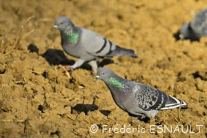 Pigeon biset domestique (Columba livia f. domestica)