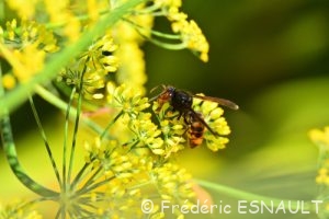 Frelon asiatique ou Frelon à pattes jaunes (Vespa velutina nigrithorax)