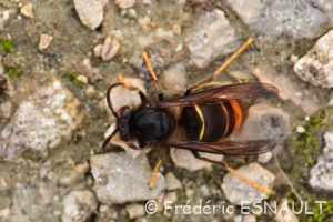 Frelon asiatique ou Frelon à pattes jaunes (Vespa Velutina)