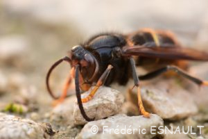 Frelon asiatique ou Frelon à pattes jaunes (Vespa Velutina)