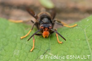 Frelon asiatique ou Frelon à pattes jaunes (Vespa Velutina)