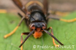 Frelon asiatique ou Frelon à pattes jaunes (Vespa Velutina)