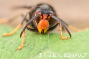 Frelon asiatique ou Frelon à pattes jaunes (Vespa Velutina)