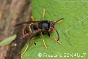 Frelon asiatique ou Frelon à pattes jaunes (Vespa Velutina)