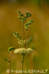 Reine-des-prés (Filipendula ulmaria)