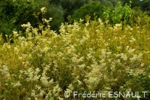 Reine-des-prés (Filipendula ulmaria)