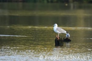 Goéland argenté (Larus argentatus)