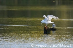 Goéland argenté (Larus argentatus)