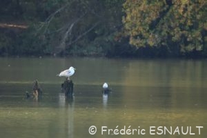 Goéland argenté (Larus argentatus)