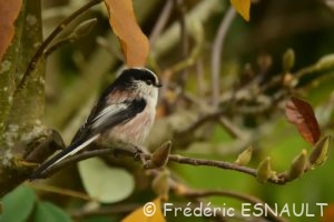 Mésange à longue queue (Aegithalos caudatus)