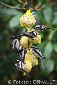Mésange à longue queue (Aegithalos caudatus)