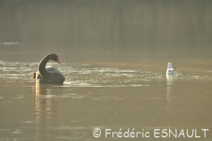 Cygne noir (Cygnus atratus)