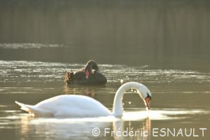 Cygne noir (Cygnus atratus)
