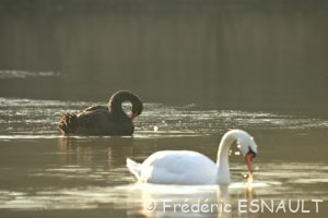 Cygne noir (Cygnus atratus)