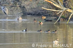 Fuligule morillon (Aythya fuligula)