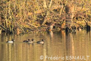Fuligule morillon (Aythya fuligula)
