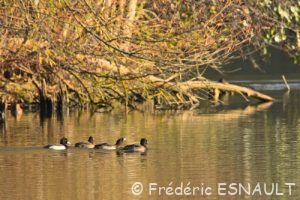 Fuligule morillon (Aythya fuligula)