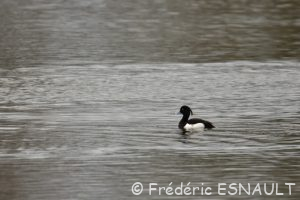 Fuligule morillon (Aythya fuligula)
