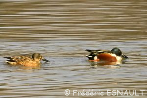 Canard souchet (Anas clypeata)