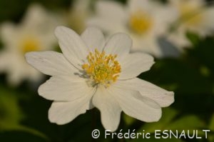 Anémone des bois ou Anémone sylvie (Anemone nemorosa)