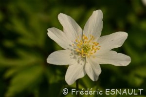 Anémone des bois ou Anémone sylvie (Anemone nemorosa)