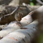 Troglodyte mignon (Troglodytes troglodytes)