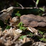 Troglodyte mignon (Troglodytes troglodytes)