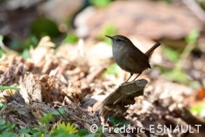 Troglodyte mignon (Troglodytes troglodytes)