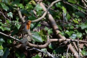 Rougegorge familier (Erithacus rubecula)