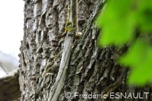 Grimpereau des jardins (Certhia brachydactyla)