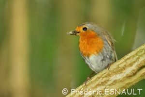Rouge-gorge familier (Erithacus rubecula)