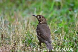 Grive draine (Turdus viscivorus)