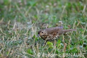 Grive draine (Turdus viscivorus)