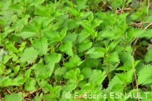 Ortie dioïque ou Grande ortie (Urtica dioica)
