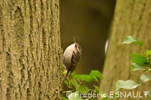 Grimpereau des jardins (Certhia brachydactyla)