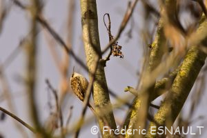 Grimpereau des jardins (Certhia brachydactyla)