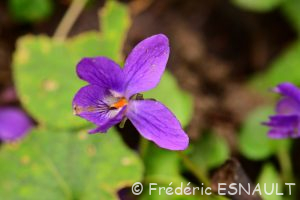 Violette odorante (Viola odorata)