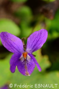 Violette odorante (Viola odorata)