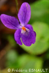 Violette odorante (Viola odorata)